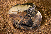 Flamingo egg fossil