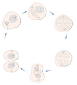Mitosis, illustration