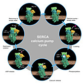 SERCA calcium pump cycle, illustration
