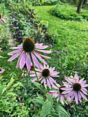 Roter Sonnenhut (Echinacea purpurea) im sommerlichen Gartenbeet