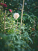 Weiße und rote Dahlie (Dahlia) im sommerlichen Gartenbeet zwischen Stützhölzern