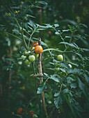 Tomatenpflanze mit unreifen Früchten im Garten