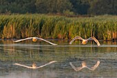 Frankreich, Somme, Somme Bay, Le Crotoy, Crotoy Marsh, Höckerschwan (Cygnus olor, Höckerschwan) fliegend