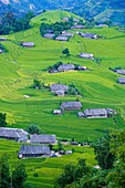 Vietnam, Ha Giang, Hoang Su Phi, a La Chi erthnic group village among rice fields in terrace