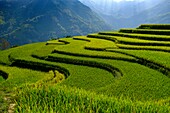 Vietnam, Ha Giang, Hoang Su Phi, terrace rice fields