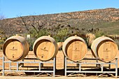 South Africa, Western Cape, Wine barrel in the Cederberg winery