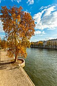 France, Paris, area listed as World Heritage by UNESCO, the banks of Seine river the quays of the Louvre in autumn