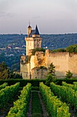 Frankreich, Indre et Loire, Loire-Tal, von der UNESCO zum Weltkulturerbe erklärt, der Weinberg von Chinon und im Hintergrund das Schloss von Chinon