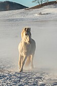 China, Inner Mongolia, Hebei Province, Zhangjiakou, Bashang Grassland, one horse in the cold