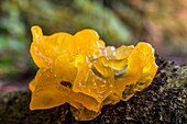 France, Somme, Crecy en Ponthieu, Crecy Forest, forest mushrooms,Tremella mesenterica