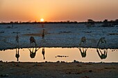 Namibia, Provinz Oshikoto, Etosha-Nationalpark, Giraffen (Giraffa camelopardalis) beim Trinken an einem Wasserloch bei Sonnenuntergang