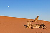 Namibia, Privatreservat, Gepard (Acinonyx jubatus), in Gefangenschaft