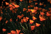 South Africa, Western Cape, Orange spring flowers in the Cederberg region