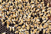 Frankreich, Oise, Thiescourt, Honighaus der Divette, Bienenschwarm in einem Bienenstock