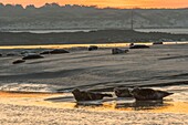 Frankreich, Somme, Authie-Bucht, Berck-sur-mer, Kegelrobben auf den Sandbänken