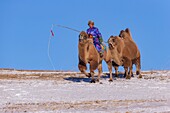 China, Innere Mongolei, Provinz Hebei, Zhangjiakou, Bashang-Grasland, Mongole, der eine Kamelkarawane mit baktrischen Kamelen (Camelus bactrianus) zieht