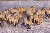 China, Innere Mongolei, Provinz Hebei, Zhangjiakou, Bashang Grasland, Pferde auf einer schneebedeckten Wiese