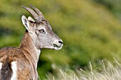 Schweiz, Schweizer Jura, Kanton Neuchâtel, Val-de-Travers, Cirque du Creux-du-Van, Steinbock (Capra ibex), jung