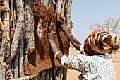 Namibia, Kunene province, Kamanjab, a Damara woman coating her house walls with cob