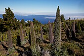 Spanien, Kanarische Inseln, Insel Palma, Vipernfelder auf der Spitze der Insel in der Nähe des Roque de Los Muchachos