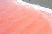 Frankreich, Gard, Petite Camargue, Aigues-Mortes, Marais de Peccais, Salins d'Aigues-Mortes (Salins du Midi), Salzsümpfe