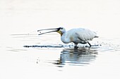 France, Somme, Baie de Somme, Le Crotoy, Crotoy marsh, Eurasian Spoonbill (Platalea leucorodia) fishing