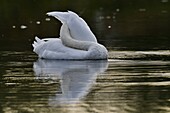 France, Doubs, natural area of the Allan, Brognard, mute swan (Cygnus olor), toilet