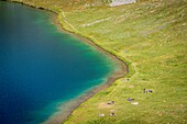 France, Alpes-Maritimes, Mercantour National Park, the lakes of Vens, hikers on the shore of the great lake superior (2325m)