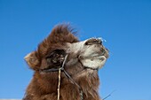 China, Inner Mongolia, Hebei Province, Zhangjiakou, Bashang Grassland, Mongol driving a camel caravan of Bactrian camel (Camelus bactrianus)