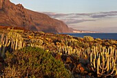 Spanien, Kanarische Inseln, Insel Teneriffa, Punta de Teno, mit Kakteen bewachsener Boden an der Spitze von Teno zwischen Klippe und Meer