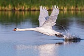 Frankreich, Somme, Somme Bay, Le Crotoy, Crotoy Marsh, Höckerschwan (Cygnus olor, Höckerschwan) im Flug