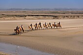 France, Somme, Baie de Somme, Le Crotoy, Henson horses in the salted meadows, this breed was created in the Bay of Somme for equestrian walk and eco-grazing