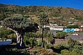 Spain, Canary Islands, Tenerife Island, Icod de Los Vinos, dragon tree planted in Parc del Drago against the backdrop of mountains