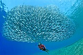 Egypt, Red Sea, a school of sand smelt fish (Atherina sp.)