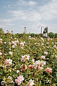 Morocco, Marrakesh, Beldi Country Club, Story: Fairytale rose garden