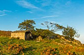 France, Pyrenees Atlantiques, Basque Country, Ascain, Sheepfold on the side of the Rhune (905m)