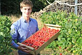 France, Oise, Crisolles, Rimbercourt farm, strawberry harvest, its owner Paul-Henri Carlu in the middle of strawberry trees