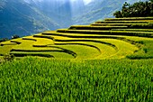 Vietnam, Ha Giang, Hoang Su Phi, terrace rice fields