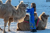 China, Innere Mongolei, Provinz Hebei, Zhangjiakou, Bashang-Grasland, Frau mit Kamelkarawane von Trampeltieren (Camelus bactrianus)