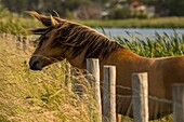 France, Somme, Baie de Somme, Le Crotoy, Henson horses in the marshes, this breed was created in the Bay of Somme for equestrian walk and eco-grazing