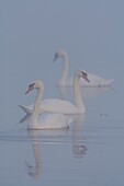 France, Somme, Somme Bay, Le Crotoy, Crotoy Marsh, Mute Swan (Cygnus olor, Mute Swan) in the fog