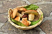 Italy, Liguria, La Spezia province, mountain village of Varese Ligure, Albergo Amici, morning picking mushrooms