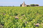 France, Gard, Vauvert, hamlet Montcalm, chapel (late 19th century) built by Louis Prat (Noilly-Prat) in the middle of the vineyards