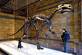 United Kingdom, London, Kensington, Natural History Museum, Central Hall, skeleton of a dinosaur Iguanodon (Mantellisaurus artherfieldensis) discovered on the Isle of Wight in 1914