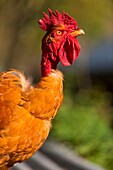 France, Ardennes (08), Carignan, Chickens of race Cou-nu, Chickens (Chickens and roosters) of flesh in a traditional farm bio on the farm