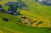 Vietnam, Ha Giang, Hoang Su Phi