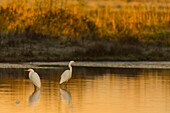 France, Somme, Somme Bay, Le Crotoy, Crotoy marsh, Great Egret fishing (Ardea alba)