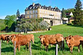 Frankreich, Dordogne, Perigord Noir, Dordogne-Tal, Saint Andre d'Allas, Limousin-Rinderrasse und Chateau du Roc aus dem 18.