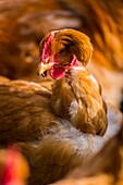 France, Ardennes (08), Carignan, Chickens of race Cou-nu, Chickens (Chickens and roosters) of flesh in a traditional farm bio on the farm