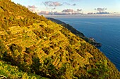 Italien, Ligurien, Provinz La Spezia, Nationalpark Cinque Terre, von der UNESCO zum Weltkulturerbe erklärt, das Dorf Manarola und sein Weinberg